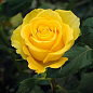 Роза флорибунда "Friesia" (саженец класса АА+) высший сорт