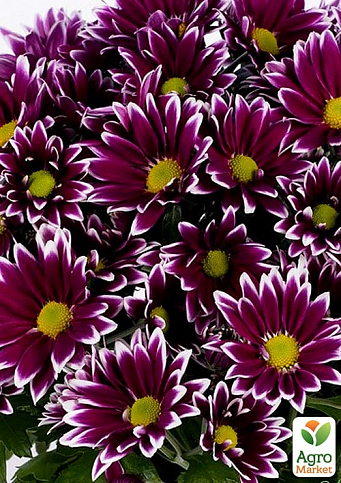 Хризантема индийская Ciao (низкорослая среднецветковая) - Садовые цветы -  купить в Одессе, Украине по цене 48 грн - Agro-Market