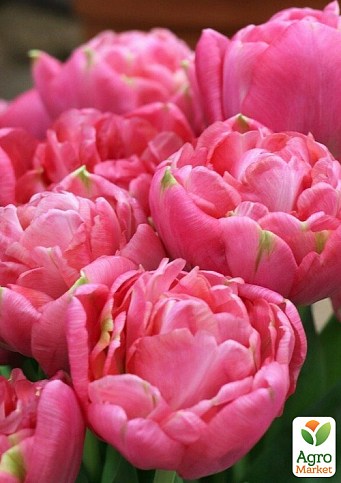 Тюльпан "Up Pink"