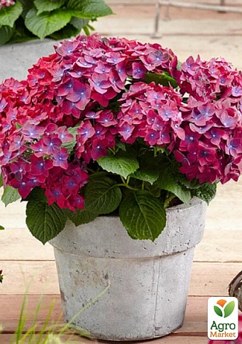 Гортензия крупнолистная 2-х летняя "Speedy Red Purple" высота саженца 25-45см
