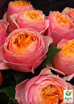 Троянда англійська «Вувузела» (саджанець класу АА +) вищий сорт1