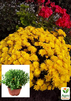 Хризантема Садова «Yellow Mamount» (висота 30-50см)1