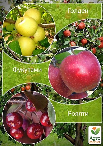 Дерево-сад Яблоня "Голден+Фукутами+Роялти"