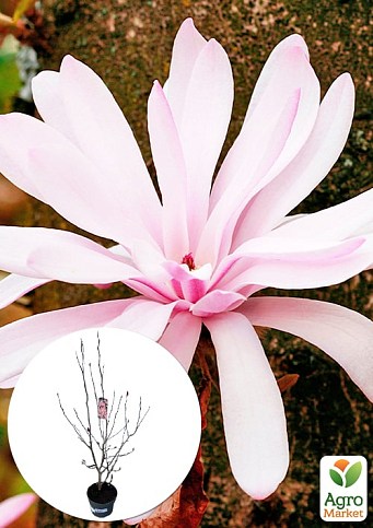 LMTD Магнолія "Stellata Rosea" 5-річна (висота 90-110см)