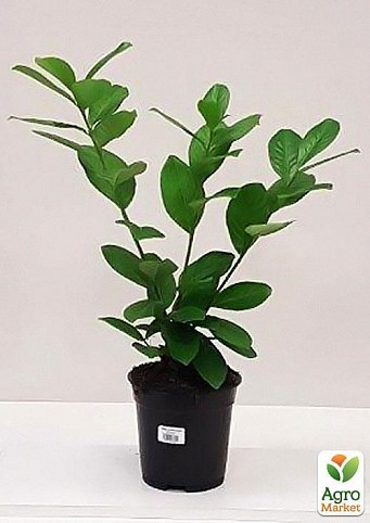 Лавровишня "Prunus laur. Novita" дм 17 см выс. 70 см