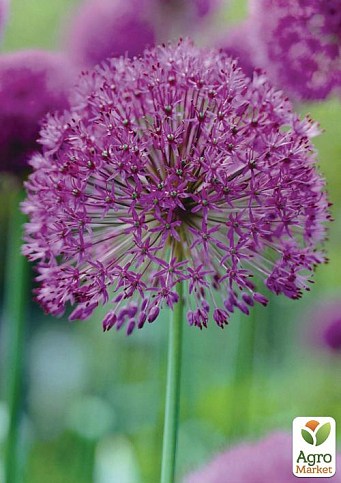 Алліум "Purple Sensation" (розмір 8/9 середній) 2шт в упаковці