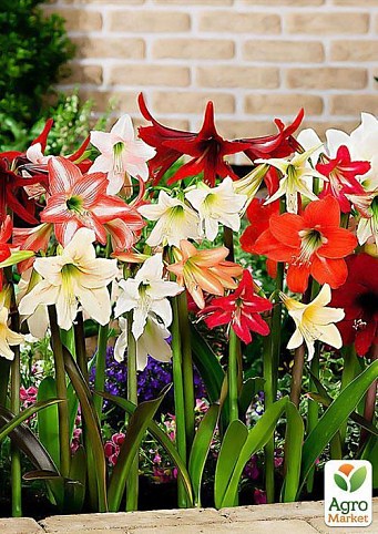 Гіппеаструм мікс "Hippeastrum Rascal mixed 3 srt." дм 10 см вис. 13 см