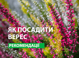 Чому не приживається верес - корисні статті про садівництво від Agro-Market