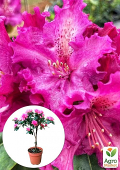 LMTD Рододендрон на штамбі квітучий 3-х річний "Pink Lace" (40-60см)8