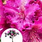 LMTD Рододендрон на штамбе цветущий 3-х летний "Pink Lace" (40-60см)