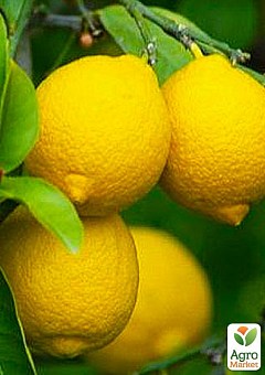 Лимон "Лунарио"  (саженец 2 года)4