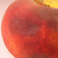 Персик "Сидоренко" (летний сорт, средний срок созревания) цена