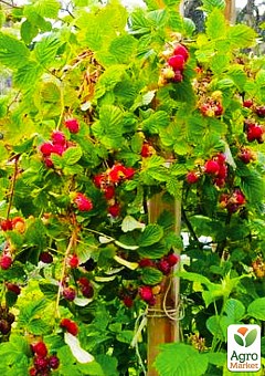 Эксклюзив! Малиновое дерево насыщенно-розовая "Жемчужина сада" (Pearl of the Garden) (премиальный ремонтантный сорт, не дает поросли)2