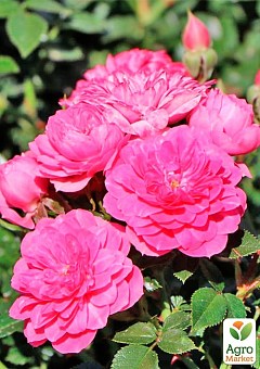 Роза почвопокровная "Книрпс" (саженец класса АА+) высший сорт1