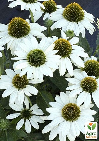 Ехінацея "Meditation White"