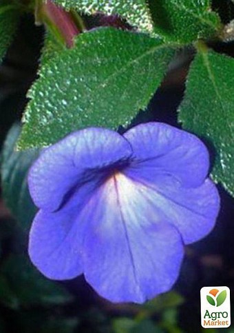 Ахименес "Cattleya-light" 1шт