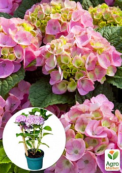 LMTD Гортензия крупнолистная цветущая 4-х летняя "Magical Revolution Pink" (40-60см)1