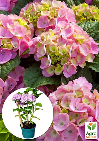 LMTD Гортензия крупнолистная цветущая 4-х летняя "Magical Revolution Pink" (40-60см)