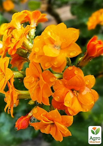 Каланхое Блоссфельда "Orange" (Kalanchoe Blossfeldiana) (Нідерланди)