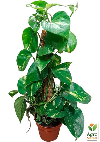 LMTD Эпипремнум на опоре "Aureum" высота 40-60см - фото 2