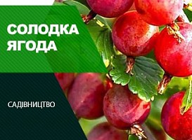 Солодкі сорти агрусу - корисні статті про садівництво від Agro-Market