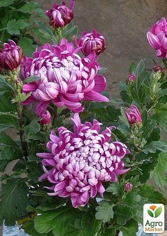 Хризантема "Cosmo Purple" (Нідерланди)
