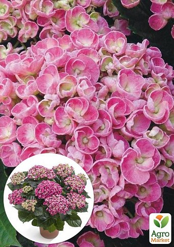 LMTD Гортензія крупнолиста кучерява квітуча 2-х річна "Curly Wurly Pink" (25-35см)