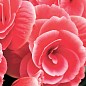 Бегонія квітуча "Camellia"