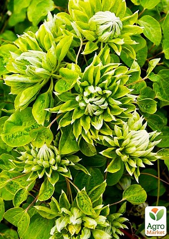 Клематис "Green Passion" (повторноцветущий сорт)