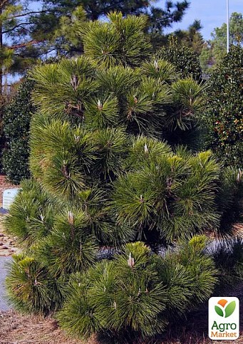Сосна Тунберга 3-річна "Pinus Thunbergii" С1,5, висота 40-50см (підходить для бонсай) 
