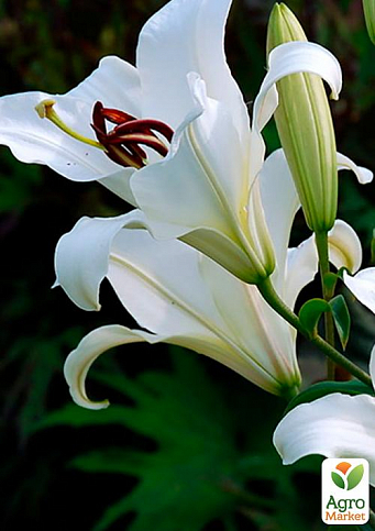Лилия "Appleton" (Гигантский цветок)
