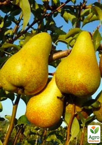 Груша "Аббат Фетель" (зимний сорт, поздний срок созревания)