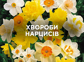 Хвороби нарцисів: як лікувати і запобігти | Agro-market