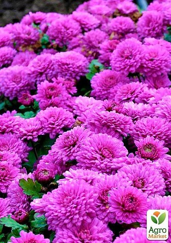 Хризантема, микс из 3-х сортов "Слава" (Glory) 3шт в комплекте - фото 2