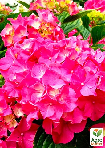 Гортензия крупнолистная  розово-красная "Ситилайн Париж" (Hydrangea macrophylla Cityline Paris)