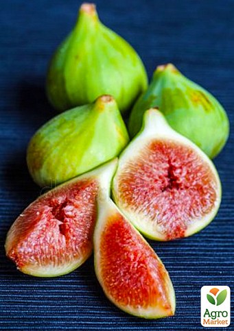 Ексклюзив! Інжир світло-зелений "Смоковниця" (Fig tree) (преміальний, самозапильний, ремонтантний сорт)