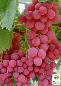 Виноград "Роза Красная" (кишмиш, ранне-средний срок созревания, имеет длительный срок хранения ягод)2