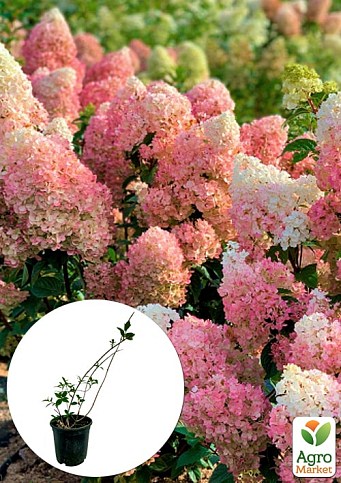 Гортензия метельчатая 2-х летняя "Sundae Fraise" высота саженца 20-30см