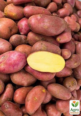 Картофель "Ред Скарлет" семенной ранний (1 репродукция) 10кг