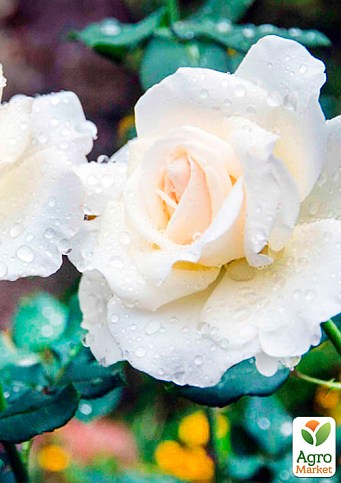 Роза мелкоцветковая (спрей) "Белая Лидия" (саженец класса АА+) высший сорт - фото 2