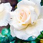 Роза мелкоцветковая (спрей) "Белая Лидия" (саженец класса АА+) высший сорт купить