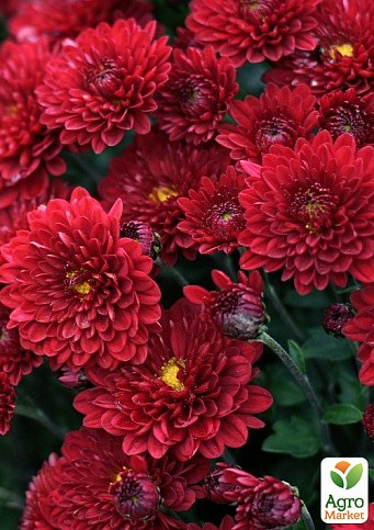 Хризантема "Uranus Red" (мультифлора ранняя)
