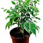 Фикус Бенджамина вариегатный "Саманта" (Ficus benjamina Samantha) вазон Р9 купить
