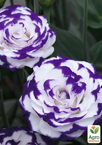 Еустома махрова "Arena Purple Picotee"