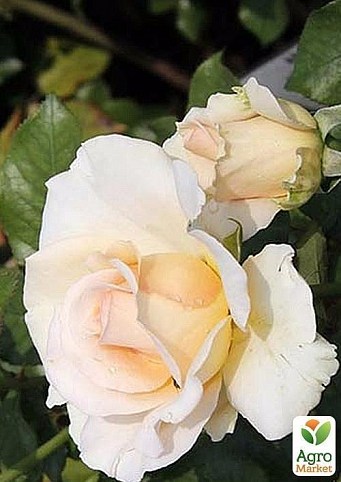 Роза английская "Edelweiss"