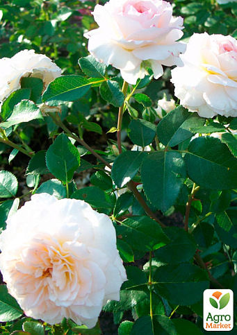 Троянда штамбова "Пейшенс" (Patience) (саджанець класу АА+) - фото 3