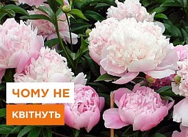 Чому не цвітуть півонії - корисні статті про садівництво від Agro-Market