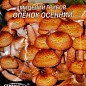 Опёнок "Осенний" ТМ "Семена Украины" 10шт