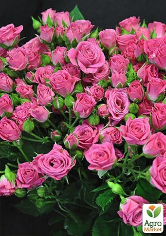 Роза в контейнере мелкоцветковая "Лавли Лидия" (саженец класса АА+)  - фото 3