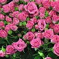 Роза в контейнере мелкоцветковая "Лавли Лидия" (саженец класса АА+)  цена